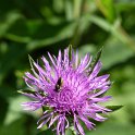 Centaurea jacea fleur